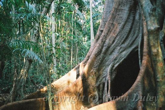 Rainforest, Mount Tambourine, Queensland I.jpg